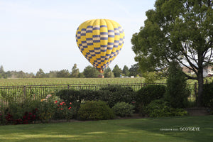 Balloon over the Napa grapes