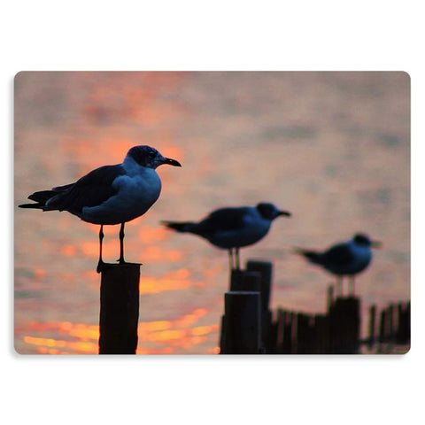 Sunset gulls metal print